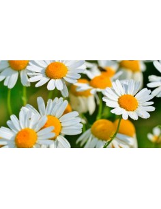 Té a granell (Manzanilla)